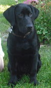 Hank - ADOPTED 07.25.13