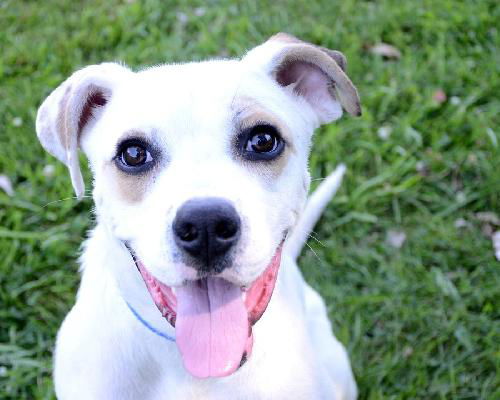 Casper - ADOPTED 09.28.13