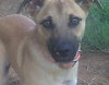 Apache - ADOPTED 08.03.13