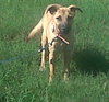 Apache - ADOPTED 08.03.13
