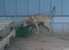 Apache - ADOPTED 08.03.13
