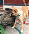 Apache - ADOPTED 08.03.13
