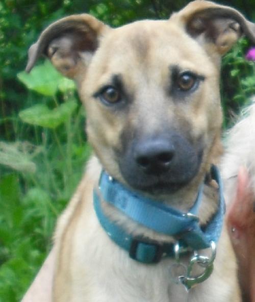 Apache - ADOPTED 08.03.13