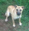 Apache - ADOPTED 08.03.13