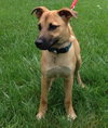 Apache - ADOPTED 08.03.13