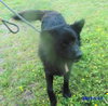 Honor-ADOPTED 10.08.13