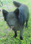 Honor-ADOPTED 10.08.13