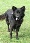 Honor-ADOPTED 10.08.13