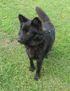 Honor-ADOPTED 10.08.13