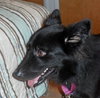 Honor-ADOPTED 10.08.13
