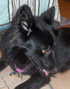 Honor-ADOPTED 10.08.13
