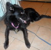 Honor-ADOPTED 10.08.13