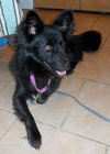 Honor-ADOPTED 10.08.13