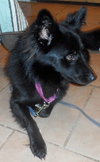 Honor-ADOPTED 10.08.13