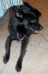 Honor-ADOPTED 10.08.13