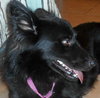 Honor-ADOPTED 10.08.13