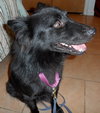 Honor-ADOPTED 10.08.13