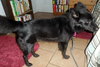 Honor-ADOPTED 10.08.13