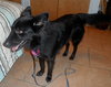 Honor-ADOPTED 10.08.13