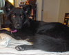 Honor-ADOPTED 10.08.13
