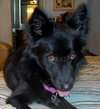Honor-ADOPTED 10.08.13