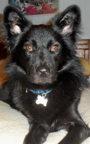 Honor-ADOPTED 10.08.13