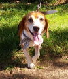 Monte-ADOPTED 08.03.13