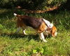 Monte-ADOPTED 08.03.13