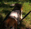 Monte-ADOPTED 08.03.13