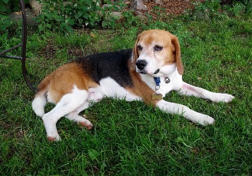 Monte-ADOPTED 08.03.13