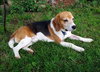 Monte-ADOPTED 08.03.13