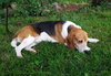 Monte-ADOPTED 08.03.13