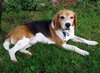 Monte-ADOPTED 08.03.13