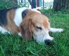 Monte-ADOPTED 08.03.13