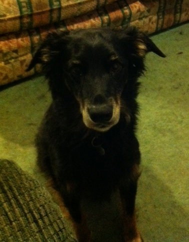 Izabelle-ADOPTED 08.03.13