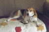 Fergie-ADOPTED 08.17.13