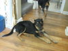 Ii Litter Wilbur - ADOPTED 08.12.13