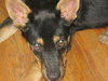Ii Litter Wilbur - ADOPTED 08.12.13