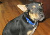Ii Litter Wilbur - ADOPTED 08.12.13
