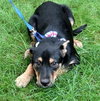 Ii Litter Wilbur - ADOPTED 08.12.13