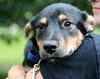 Ii Litter Wilbur - ADOPTED 08.12.13