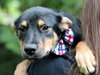 Ii Litter Wilbur - ADOPTED 08.12.13