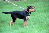 Ii Litter Charlotte - ADOPTED 09.24.13