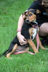 Ii Litter Charlotte - ADOPTED 09.24.13