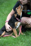 Ii Litter Charlotte - ADOPTED 09.24.13
