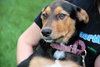 Ii Litter Charlotte - ADOPTED 09.24.13
