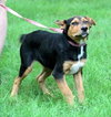 Ii Litter Charlotte - ADOPTED 09.24.13