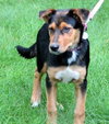 Ii Litter Charlotte - ADOPTED 09.24.13