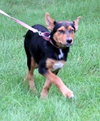 Ii Litter Charlotte - ADOPTED 09.24.13