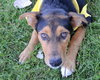 Ii Litter Charlotte - ADOPTED 09.24.13